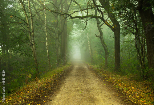 Jesienny mglisty krajobraz, aleja drzew