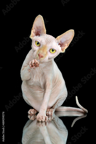 Sphynx cat with yellow eyes