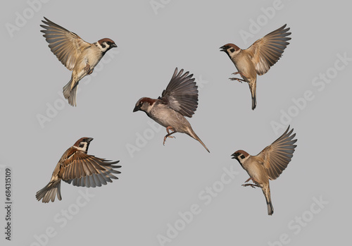 set of birds sparrows in various poses fly against a gray isolated background spreading their feathers and wings