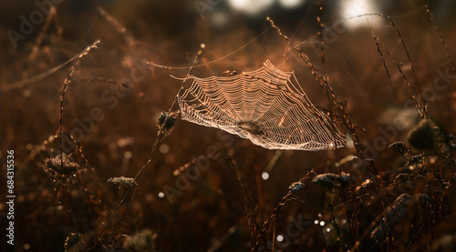  Spinnennetz in Tautropfen