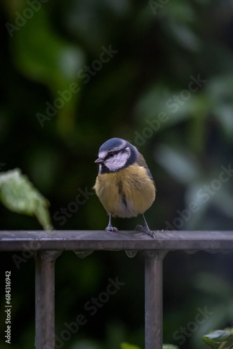 Blue tit bird on a metal balcony in the garden 