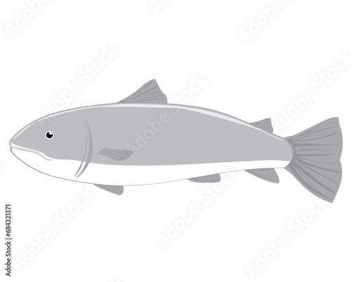 vector design, cartoon illustration of a gray sea fish with several fins and a white lower abdomen