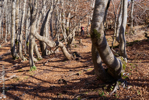 Woodland scene at Monte Autore, Monti Simbruini Natural Regional Park, Italy photo