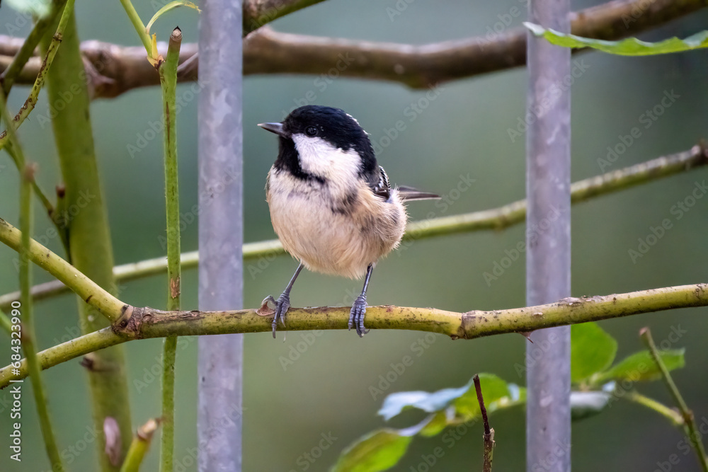 Obraz premium coal tit in the garden 