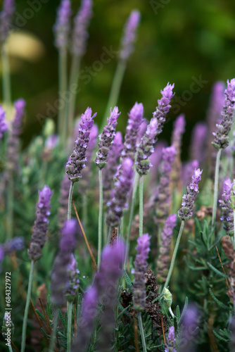 lilac lavender aromatic flowers close-up © borispain69