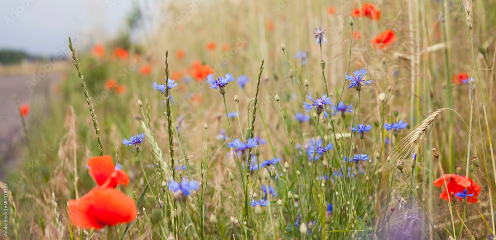 Obraz premium Colourful wildflowers on the field - red poppy and blue cornflower growing between grain crops.