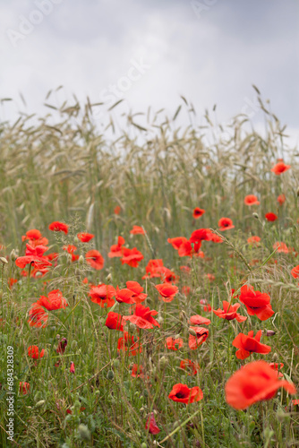 Red wildflowers on the field - Wild poppy Papaver rhoeas growing between grain crops.