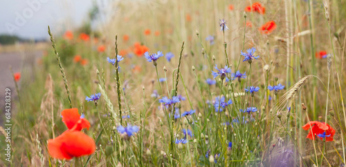 Colourful wildflowers on the field - red poppy and blue cornflower growing between grain crops.