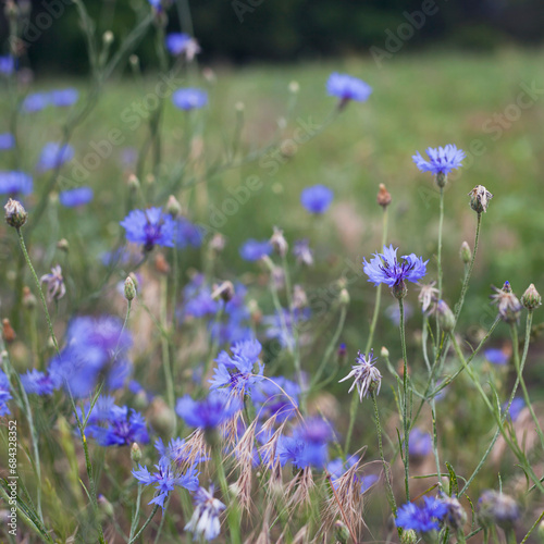 Colourful wildflowers on the field -  red poppy and blue cornflower growing between grain crops. © JoannaTkaczuk