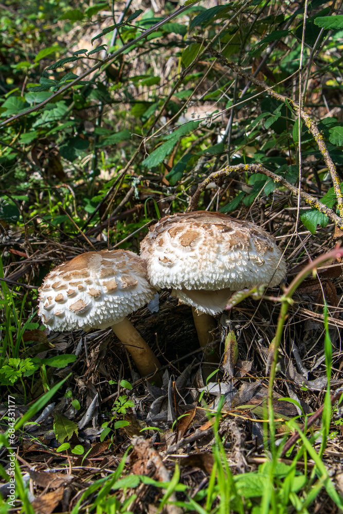 Set of mushrooms from the Macrolepiota family Set of mushrooms from the Macrolepiota family