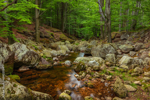 Stream in the beech forest