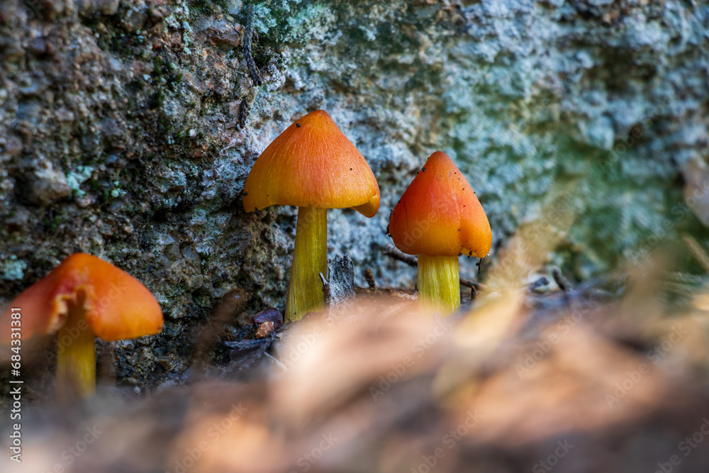 Small red Hygrocybe conica mushrooms Small red Hygrocybe conica mushrooms