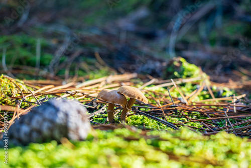 Two small Protostropharia semiglobata mushrooms on moss