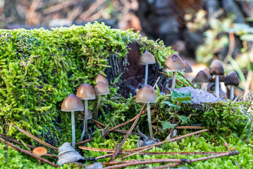 Set of Panaeolus papilionaceus mushrooms on moss photo