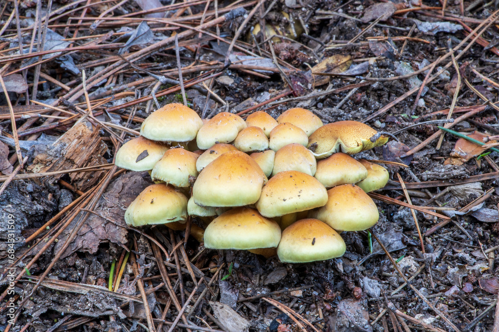 Set of yellow Hypholoma fasciculare in the pine forest Set of yellow Hypholoma fasciculare in the pine forest