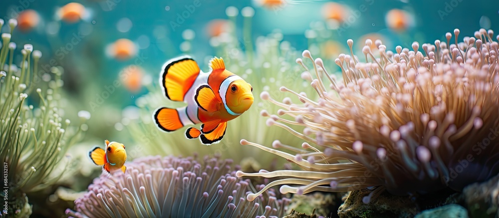 A sea anemone with clownfish and other sea creatures in Indonesian seagrass. A sea anemone with clownfish and other sea creatures in Indonesian seagrass.