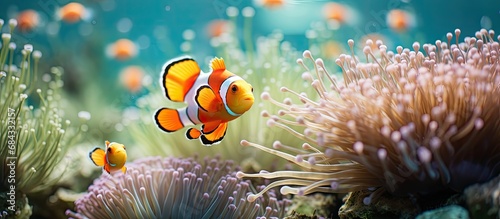 A sea anemone with clownfish and other sea creatures in Indonesian seagrass.