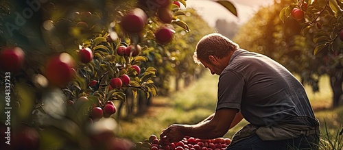 A gardener picking ripe red apples during harvest in an apple orchard. photo