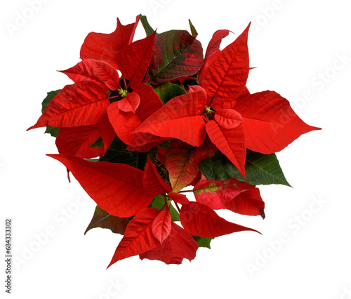 poinsettia flower with red and green leaves, symbol of Christmas, European spurge, star of Bethlehem, European poinsettia, top view, png, Flores de Noche Buena