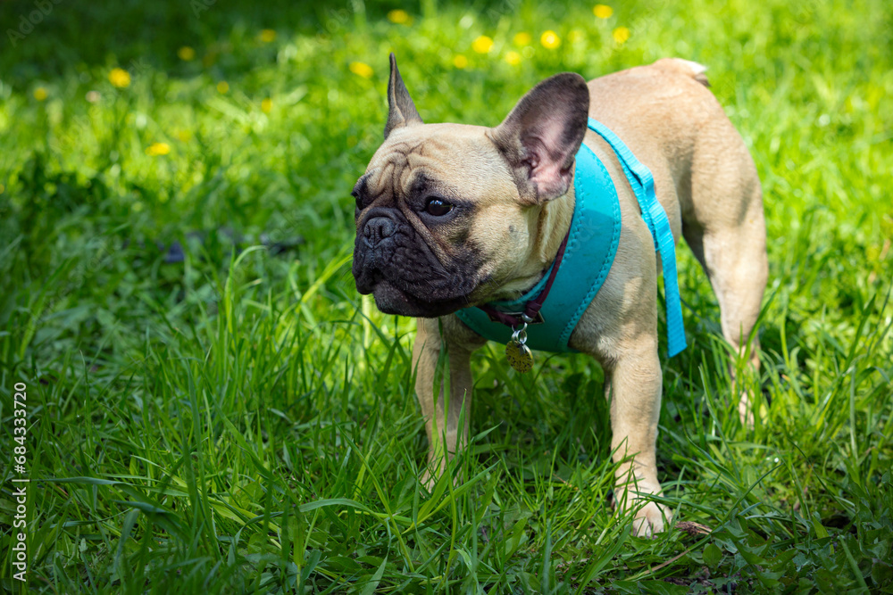 A dog of the French bulldog breed is playing in the park on the green grass...
A dog of the French bulldog breed is playing in the park on the green grass...