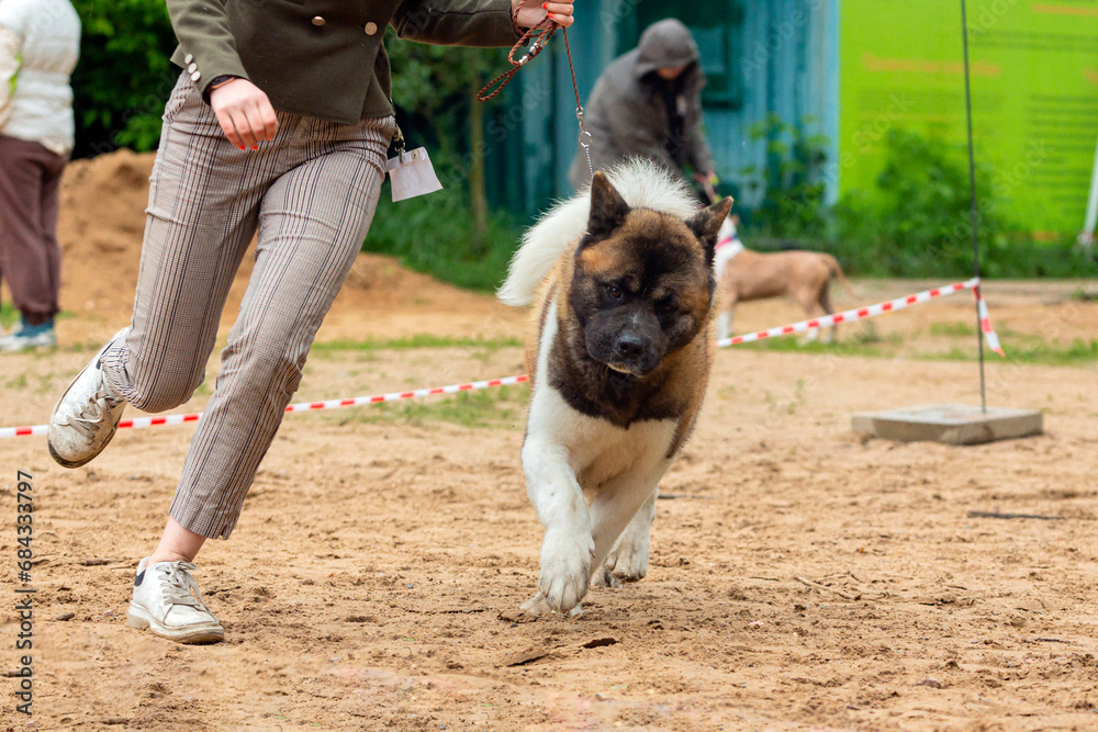 American Akita dog at a dog show