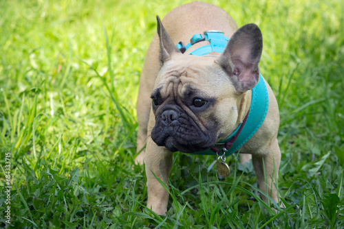A dog of the French bulldog breed is playing in the park on the green grass... 