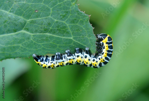 In nature, the plant caterpillars butterfly Cucullia (Cucullia) pustulata photo
