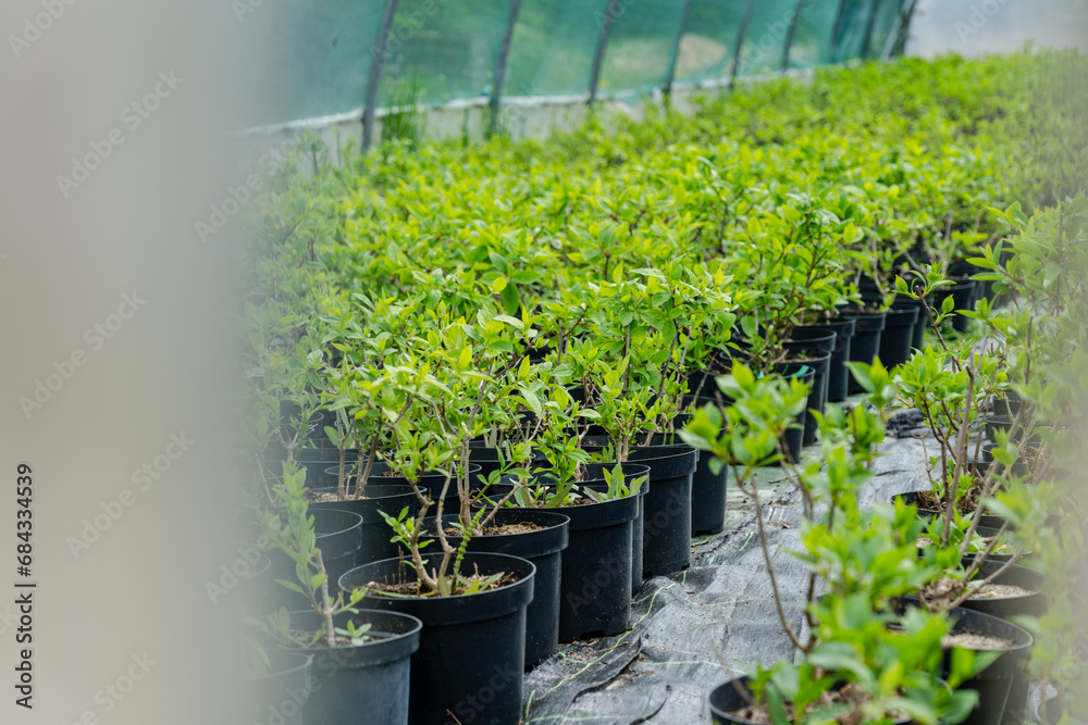 Pots of to sprout trees to sale at a garden center