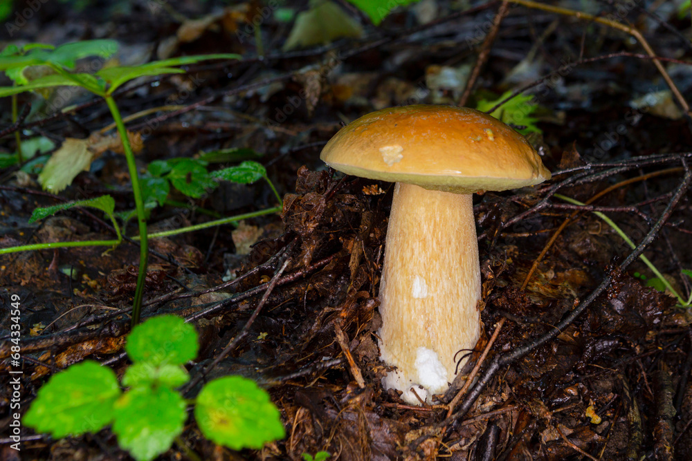 Big white mushroom in summer forest. Big white mushroom in summer forest.