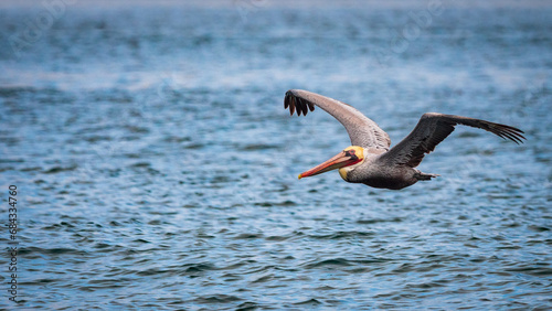 Pelican skimming over the ocean