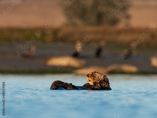 Cute otter on the water by shore with sea lions