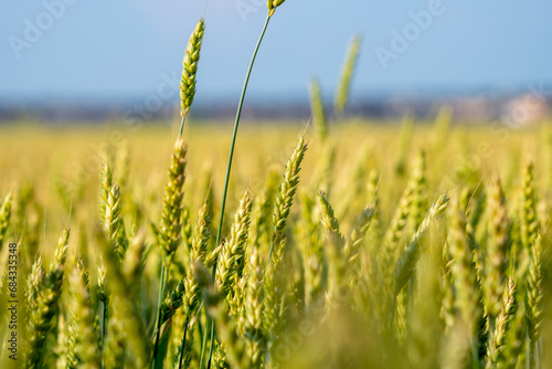 Wheat, wheat field during early summer in the Canadian countryside. Agriculture wheat close up. View of the wheat farm. Food concept. Shallow field of view. photo