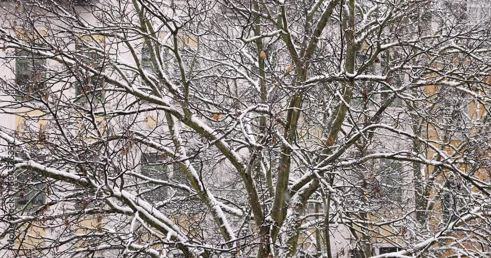 Closeup of tree branches during a heady snowfall Closeup of tree branches during a heady snowfall