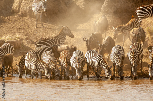 zebras in the serengeti