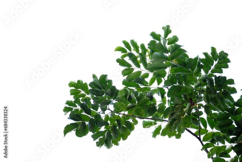 A Tropical tree with leaves branches and sunlight  on white isolated background for green foliage backdrop 
