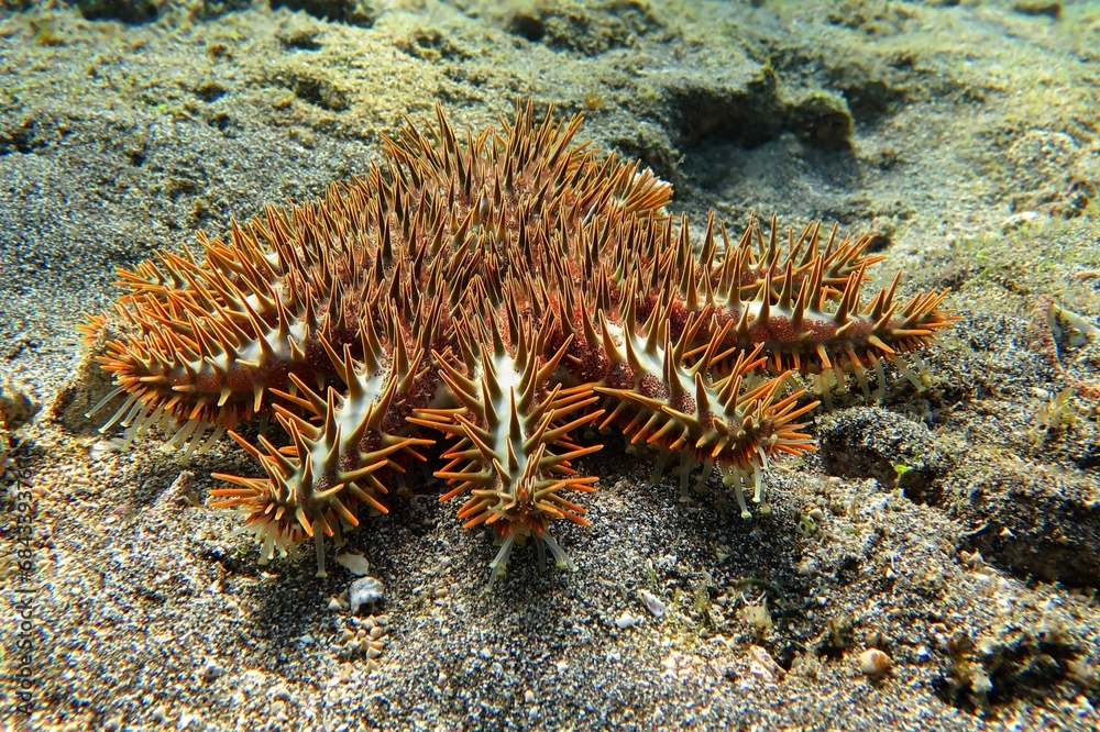 Tropical poisonous animal the crown-of-thorns starfish (Acanthaster
