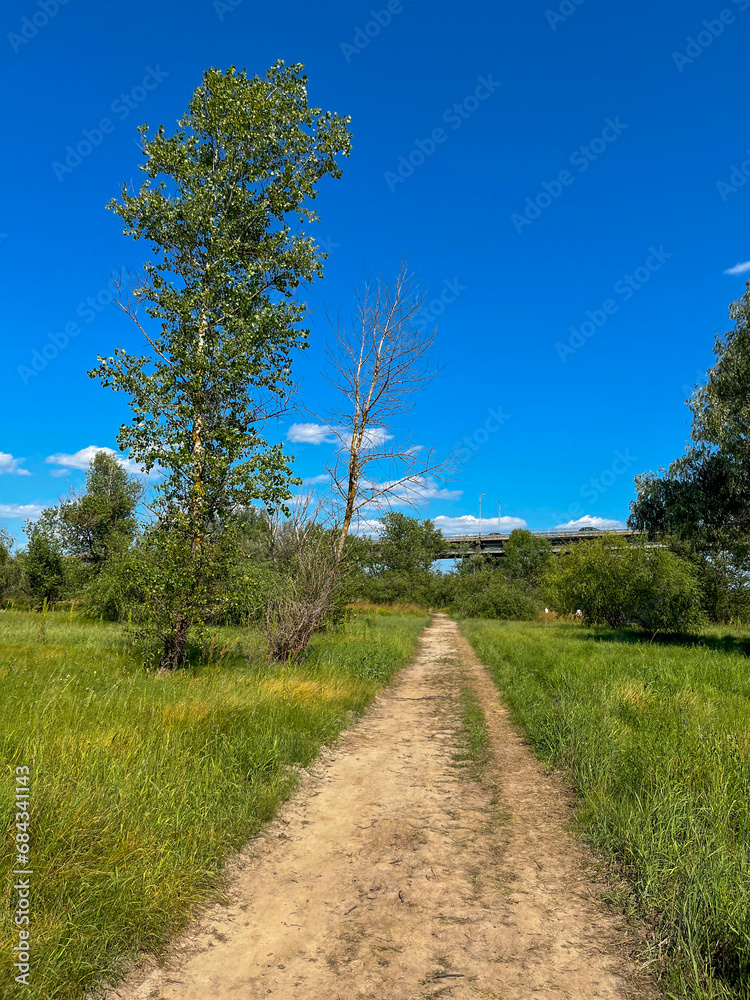 thick grass r in the floodplain of the Pripyat river