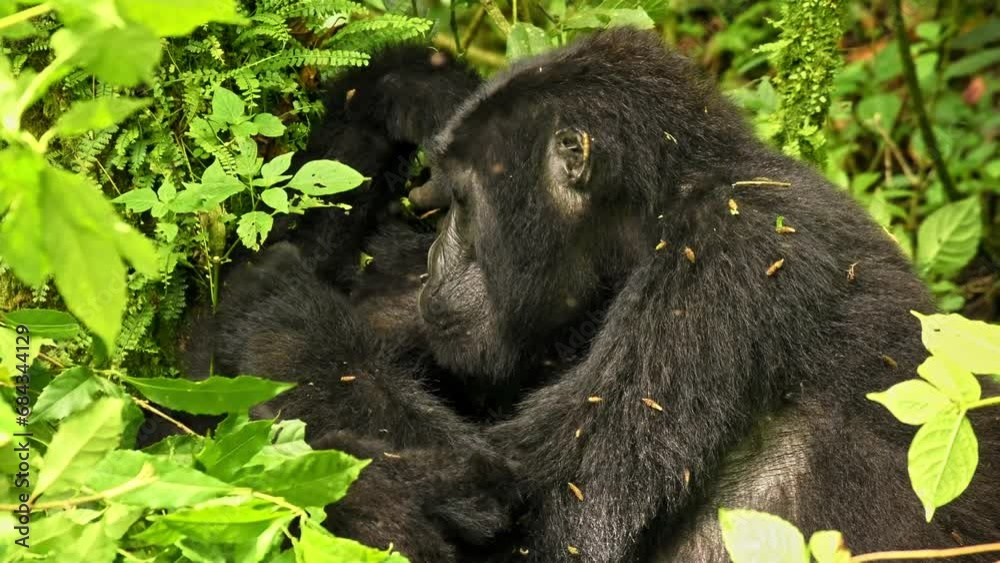 Eastern Gorilla - Gorilla beringei critically endangered largest living primate, lowland gorillas or Grauer's gorillas (graueri) in green rainforest, adults and child feeding and playing, Silverback Eastern Gorilla - Gorilla beringei critically endangered largest living primate, lowland gorillas or Grauer's gorillas (graueri) in green rainforest, adults and child feeding and playing, Silverback
