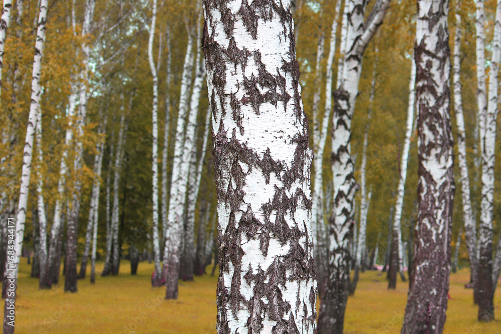Fototapeta premium Beautiful birch trees in autumn