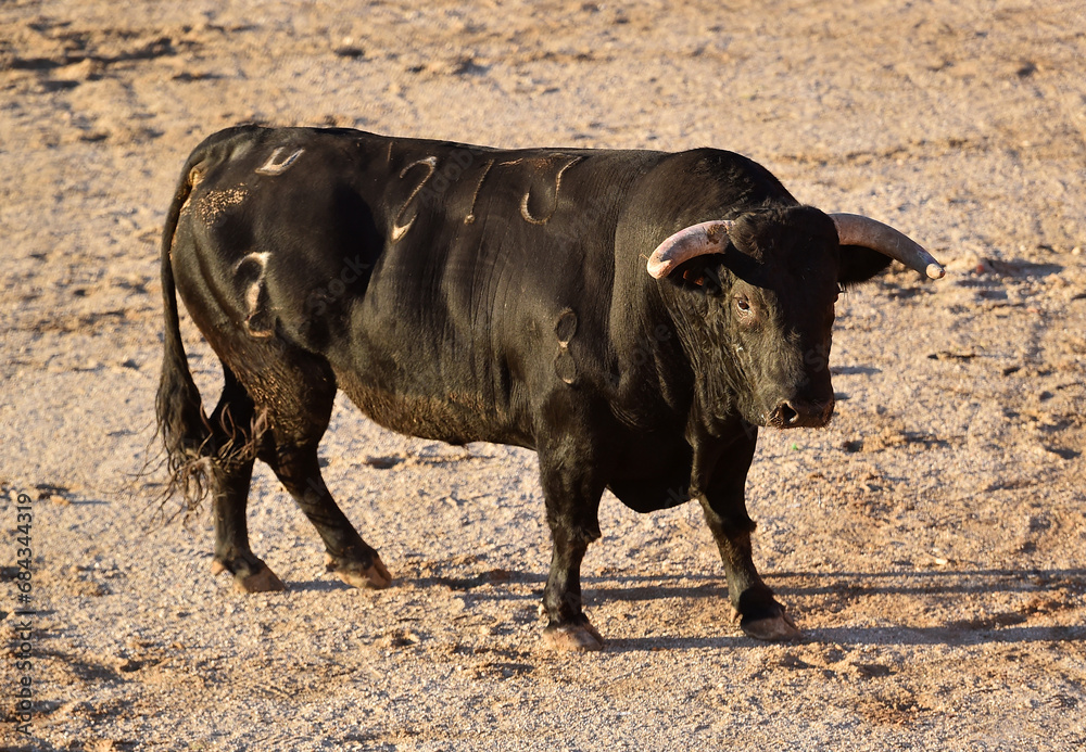 spanish big bull with big horns in spain spanish big bull with big horns in spain