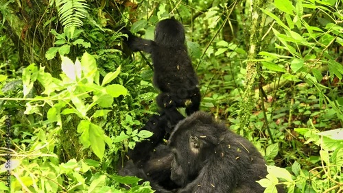 Eastern Gorilla - Gorilla beringei critically endangered largest living primate, lowland gorillas or Grauer's gorillas (graueri) in green rainforest, adults and child feeding and playing, Silverback