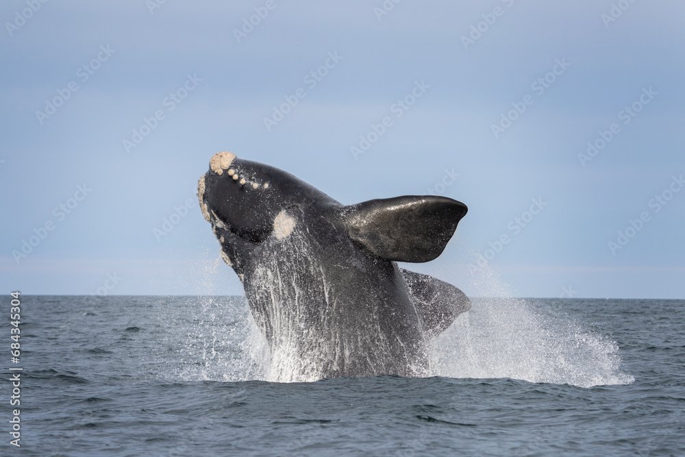 Southern right whale is breaching around the Valdés peninsula. Rare