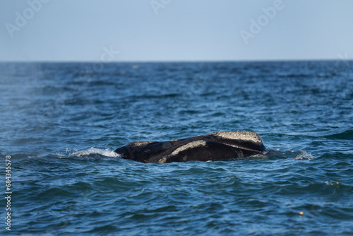 Southern right whale is breathing around the Valdés peninsula. Rare right whales during mating time. Cetacean surfacing behaviour. Whales activity on the ocean surface.