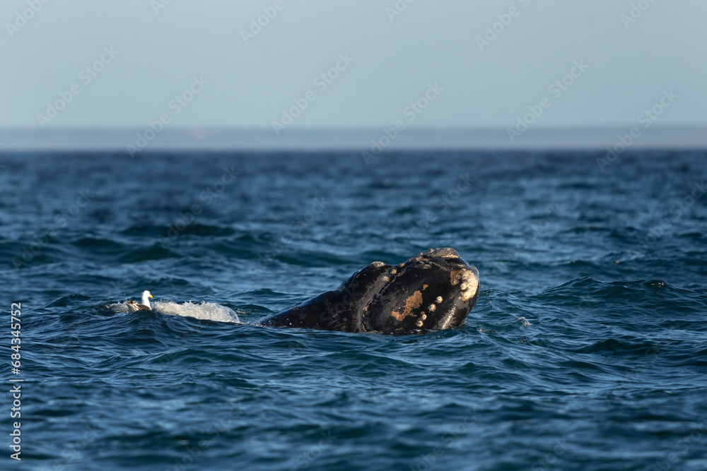 Obraz premium Southern right whale is breathing around the Valdés peninsula. Rare right whales during mating time. Cetacean surfacing behaviour. Whales activity on the ocean surface.