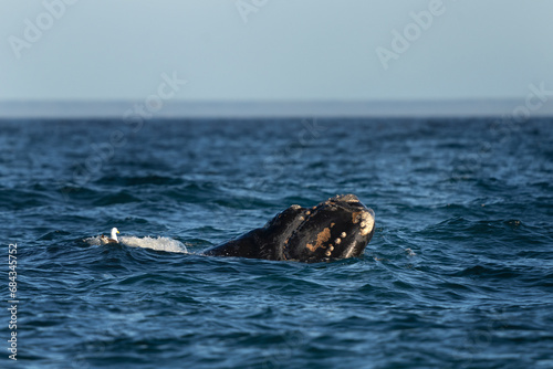 Southern right whale is breathing around the Valdés peninsula. Rare right whales during mating time. Cetacean surfacing behaviour. Whales activity on the ocean surface.