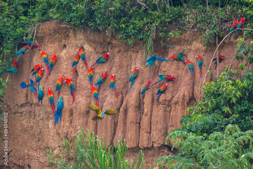 Clay lick of Tambopata in Peru: Madre de dios with its numerous macaw species feeding at clay lick in Peru (ara macao, ara aurana)