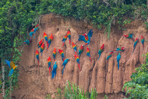 Clay lick of Tambopata in Peru: Madre de dios with its numerous macaw species feeding at clay lick in Peru (ara macao, ara aurana)