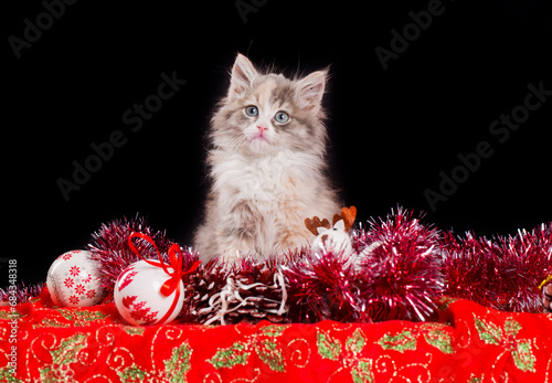 New year concept calico kitten