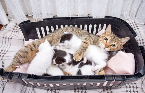 Mother cat and baby cat