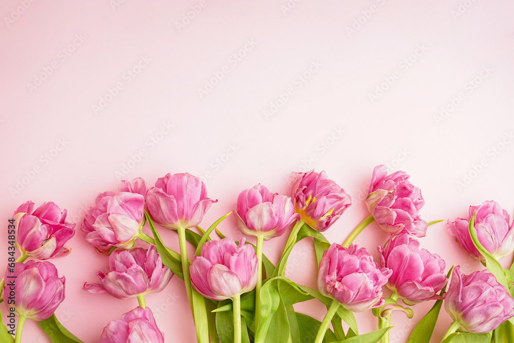 Obraz premium Fresh pink peony tulips on pastel pink background with space for text. Festive concept for Mother's Day or Valentines Day. Greeting card, flat lay, banner format.